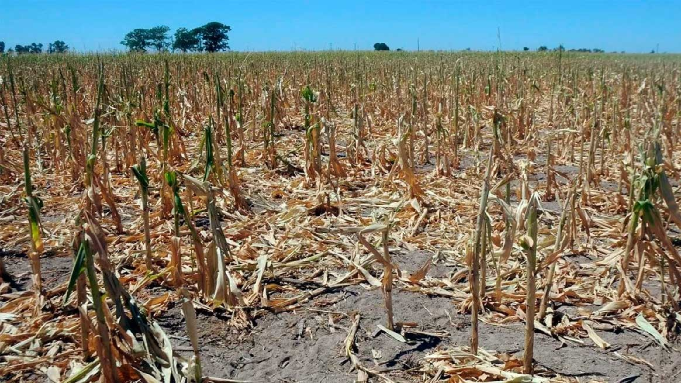 Los pronósticos internacionales señalaron que El Niño va perdiendo intensidad
