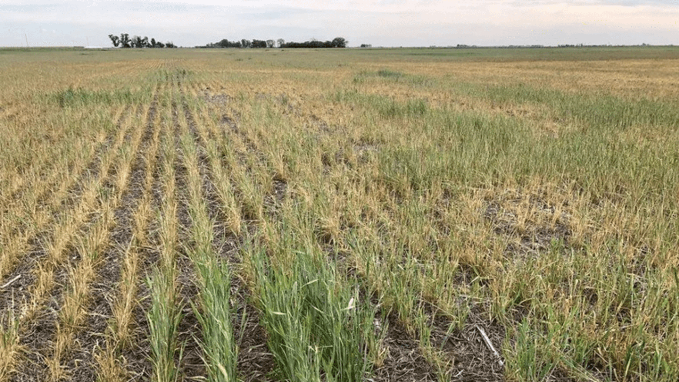 La Niña se corrió y el mes con más impacto será enero